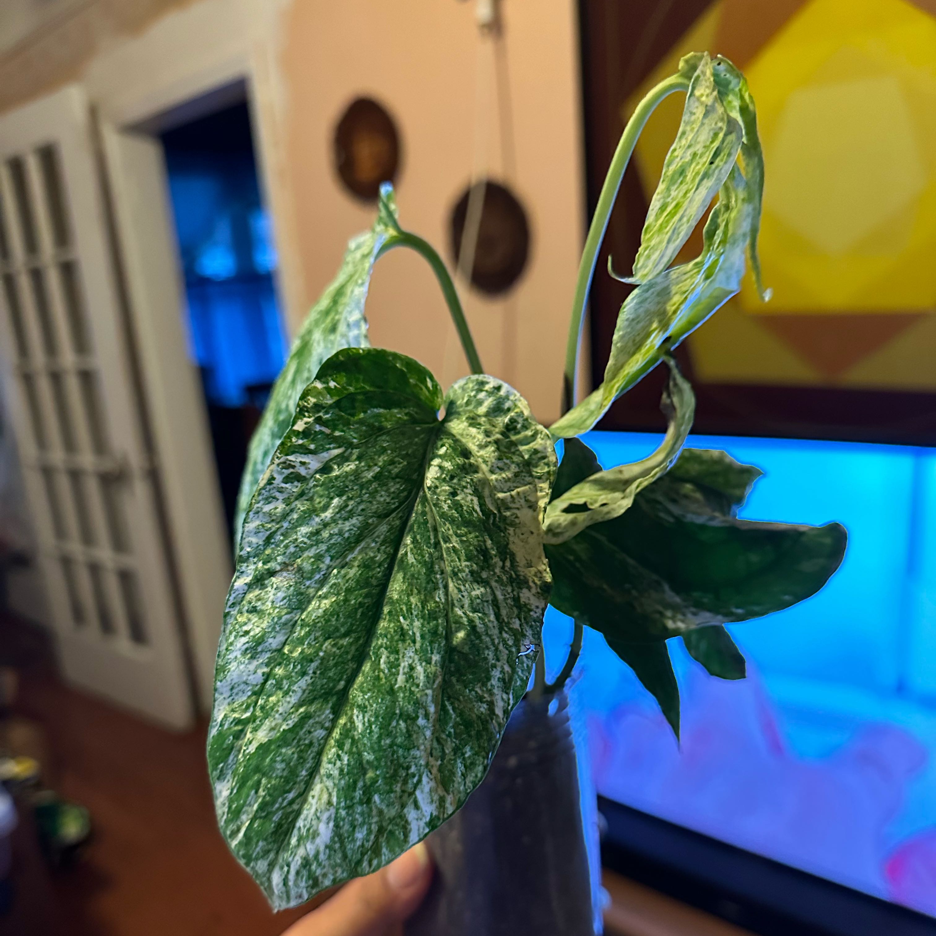 Photo of the plant species Variegated Spiderman Amydrium by @Nenaakat2003 named da Vinci on Greg, the plant care app