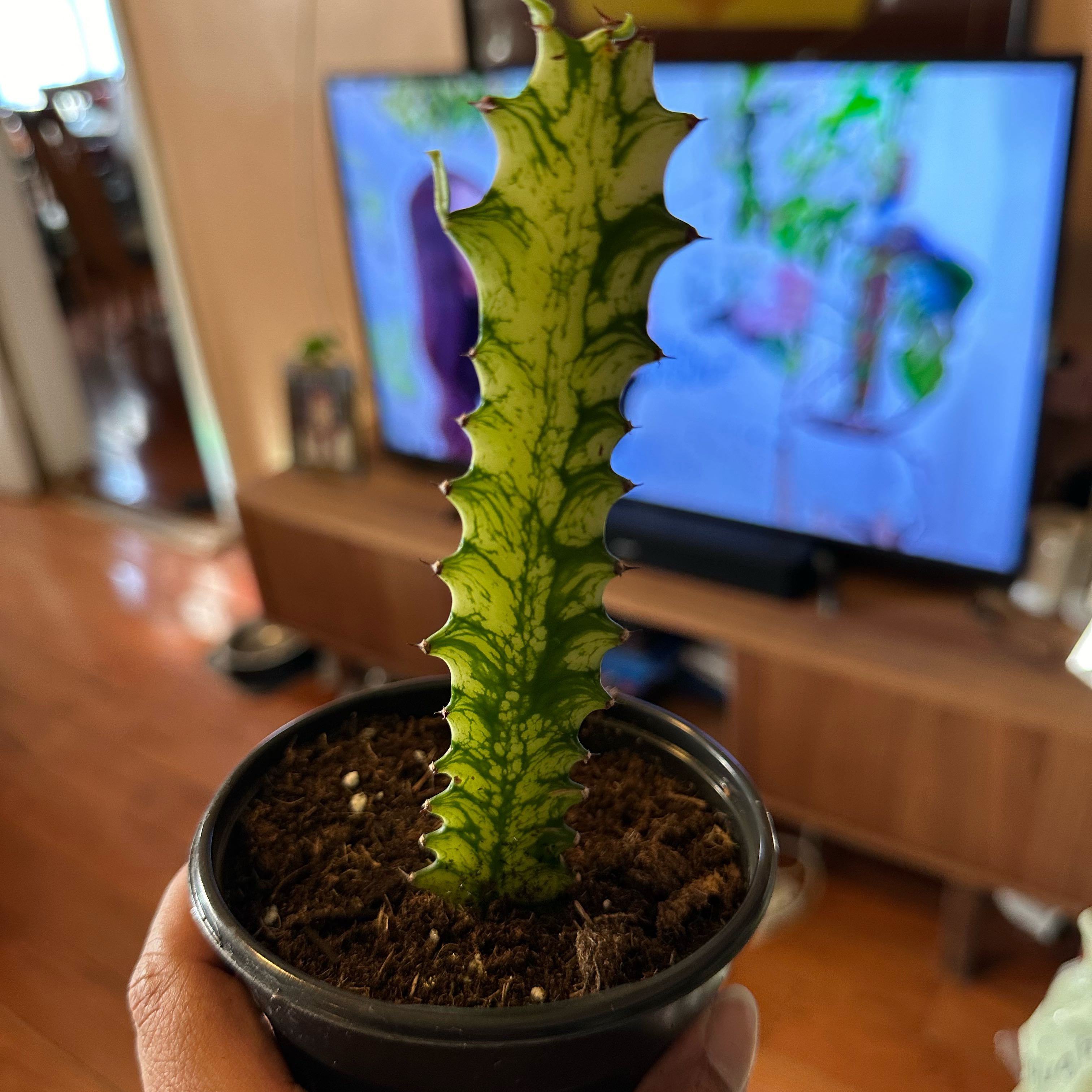 Variegated African Candelabra plant in a small pot, held by a hand.
