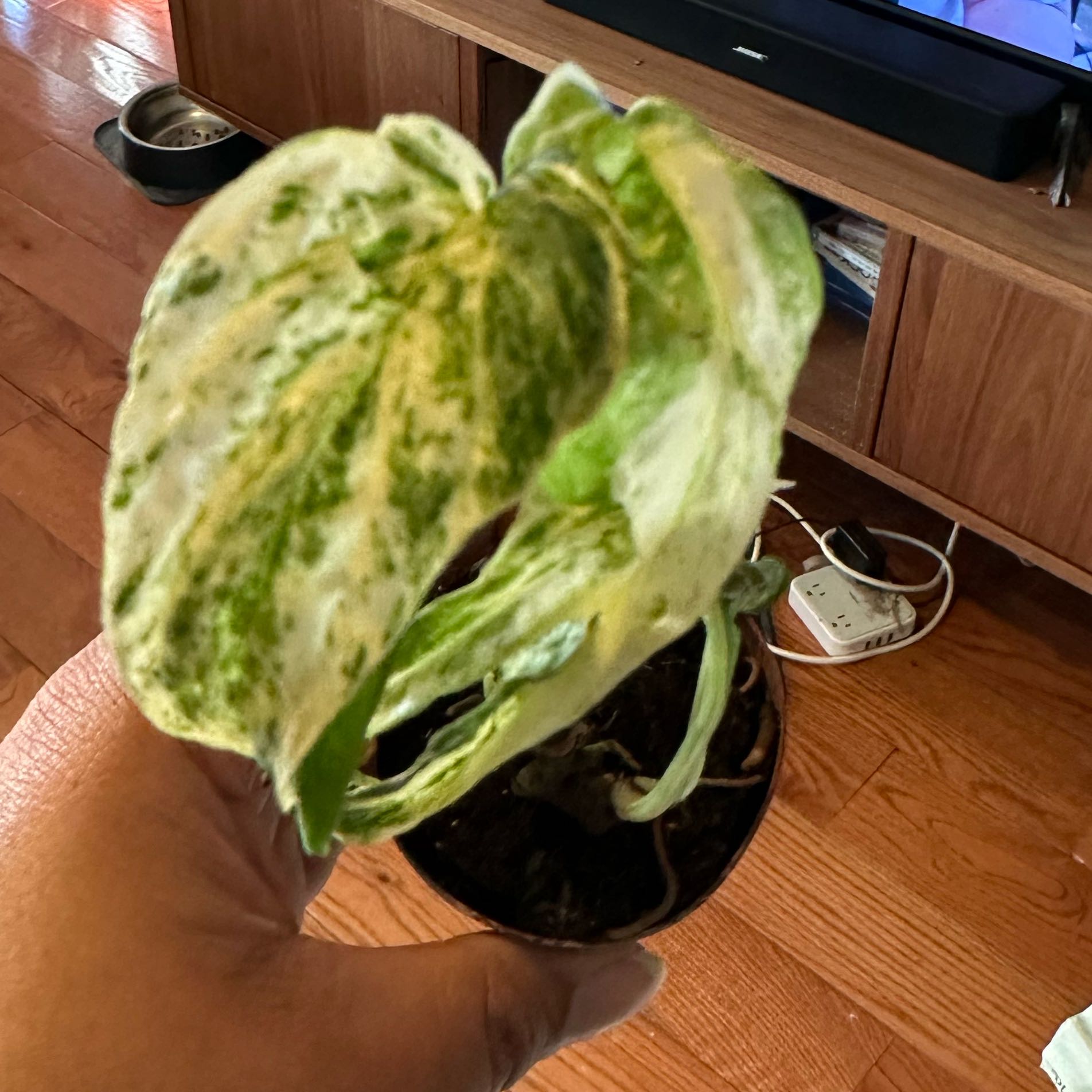Photo of the plant species Variegated Spiderman Amydrium by @Nenaakat2003 named Scarlett on Greg, the plant care app