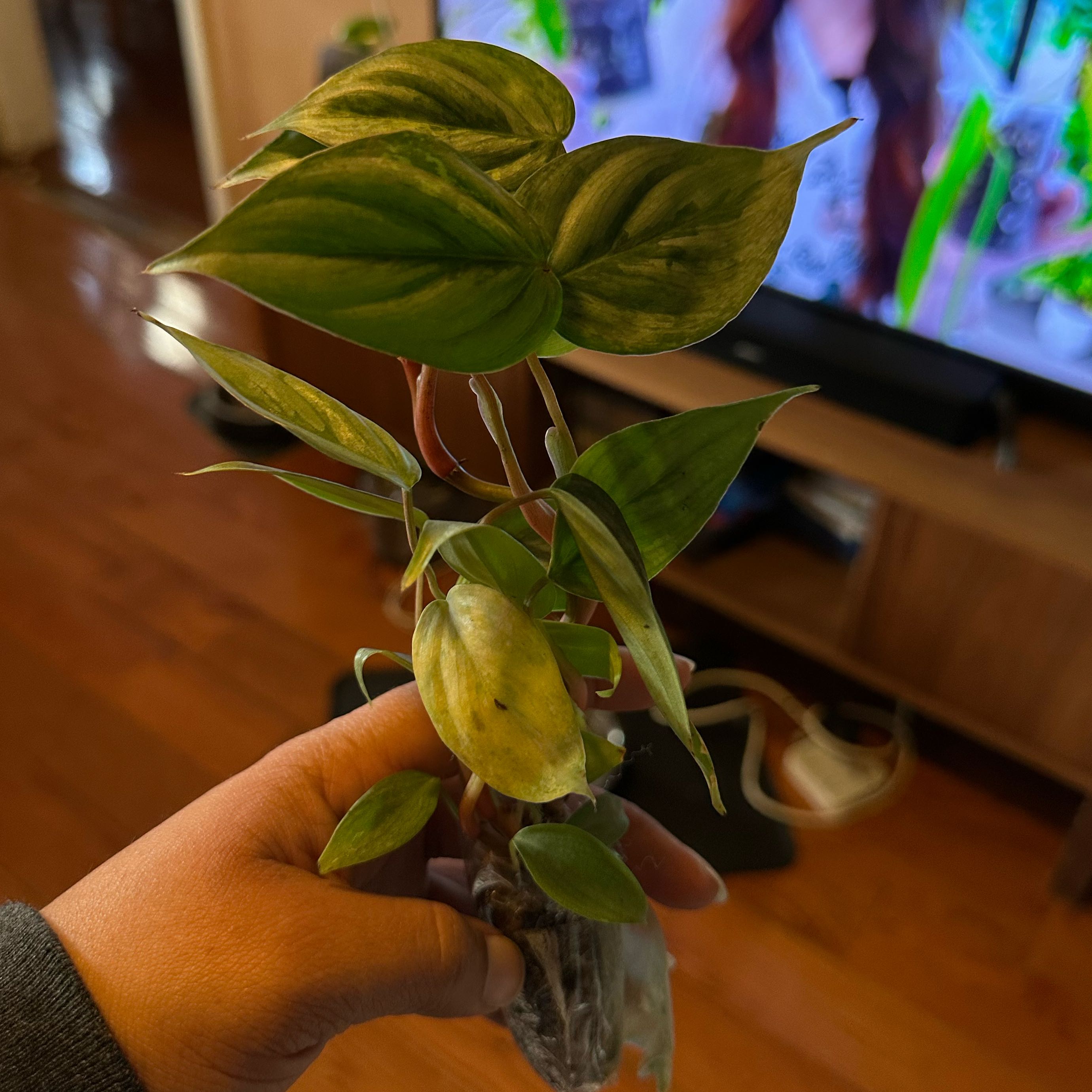Photo of the plant species Philodendron sodiroi 'Variegata' by @Nenaakat2003 named Daphne on Greg, the plant care app