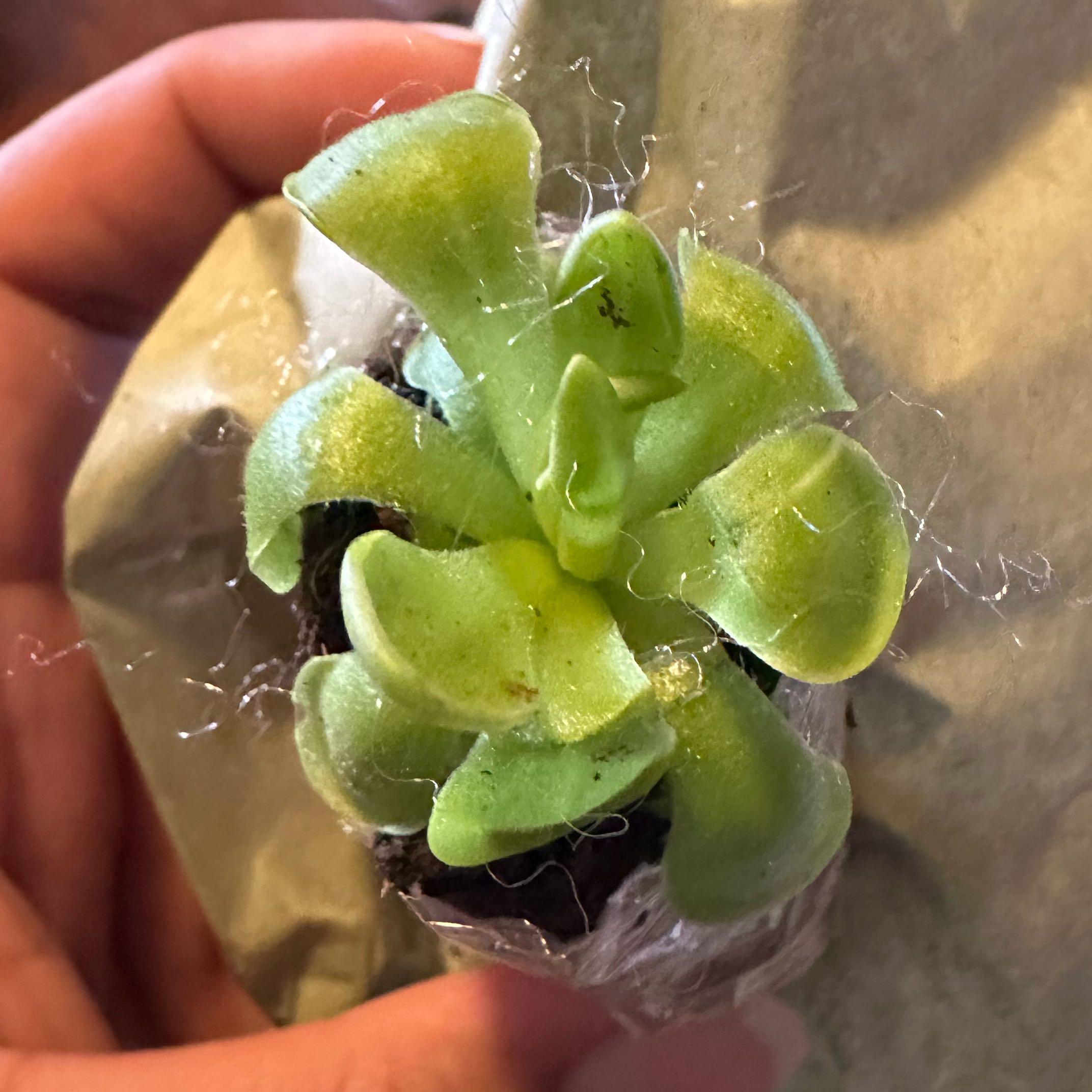 A healthy Mexican Butterwort plant with green leaves, held by a hand.