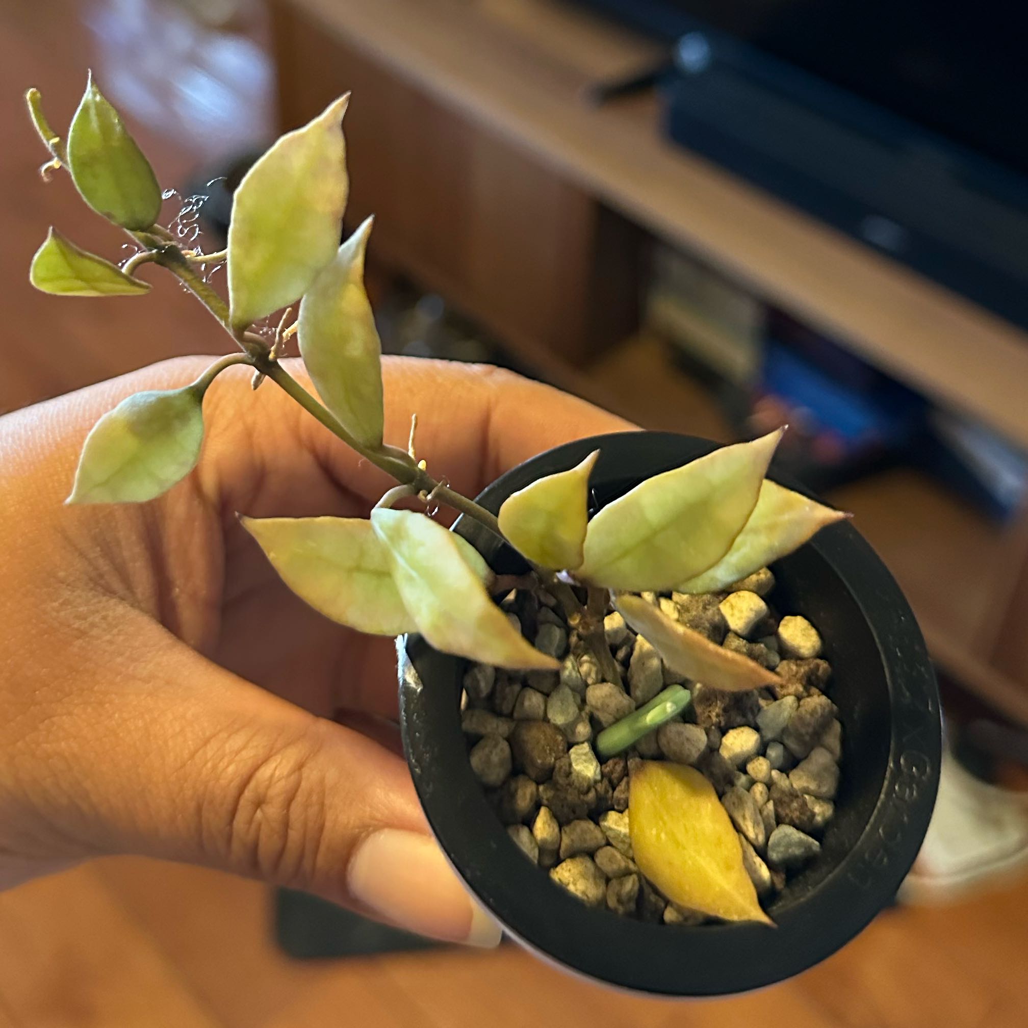 Photo of the plant species Royal Splash Hoya Lacunosa by @Nenaakat2003 named Gaga on Greg, the plant care app