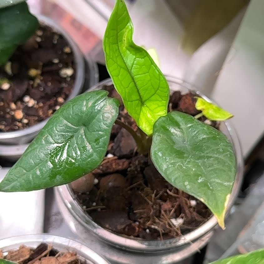 Young Alocasia Scalprum plant in a clear pot with healthy green leaves.