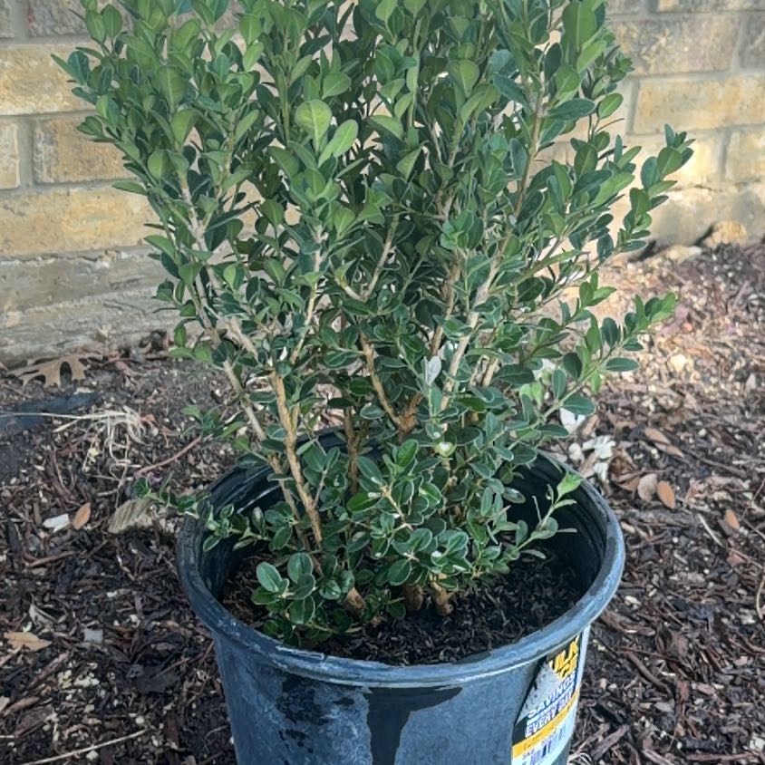 Photo of the plant species Common Boxwood by @RootedMelon86 named Messi on Greg, the plant care app