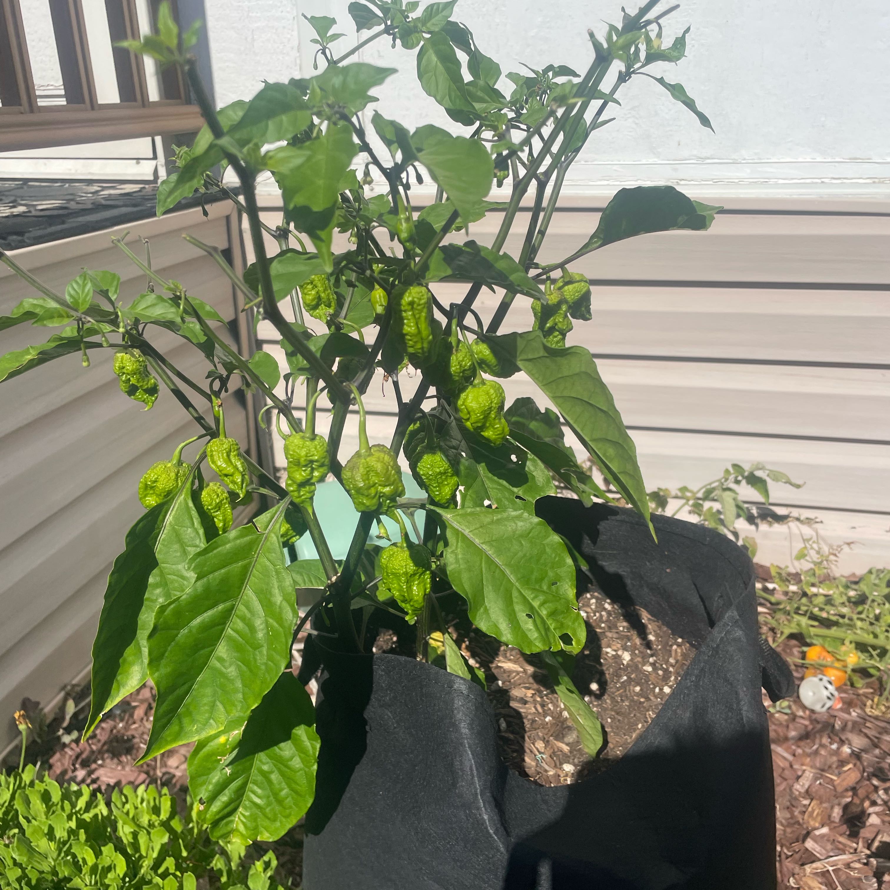 Carolina Reaper