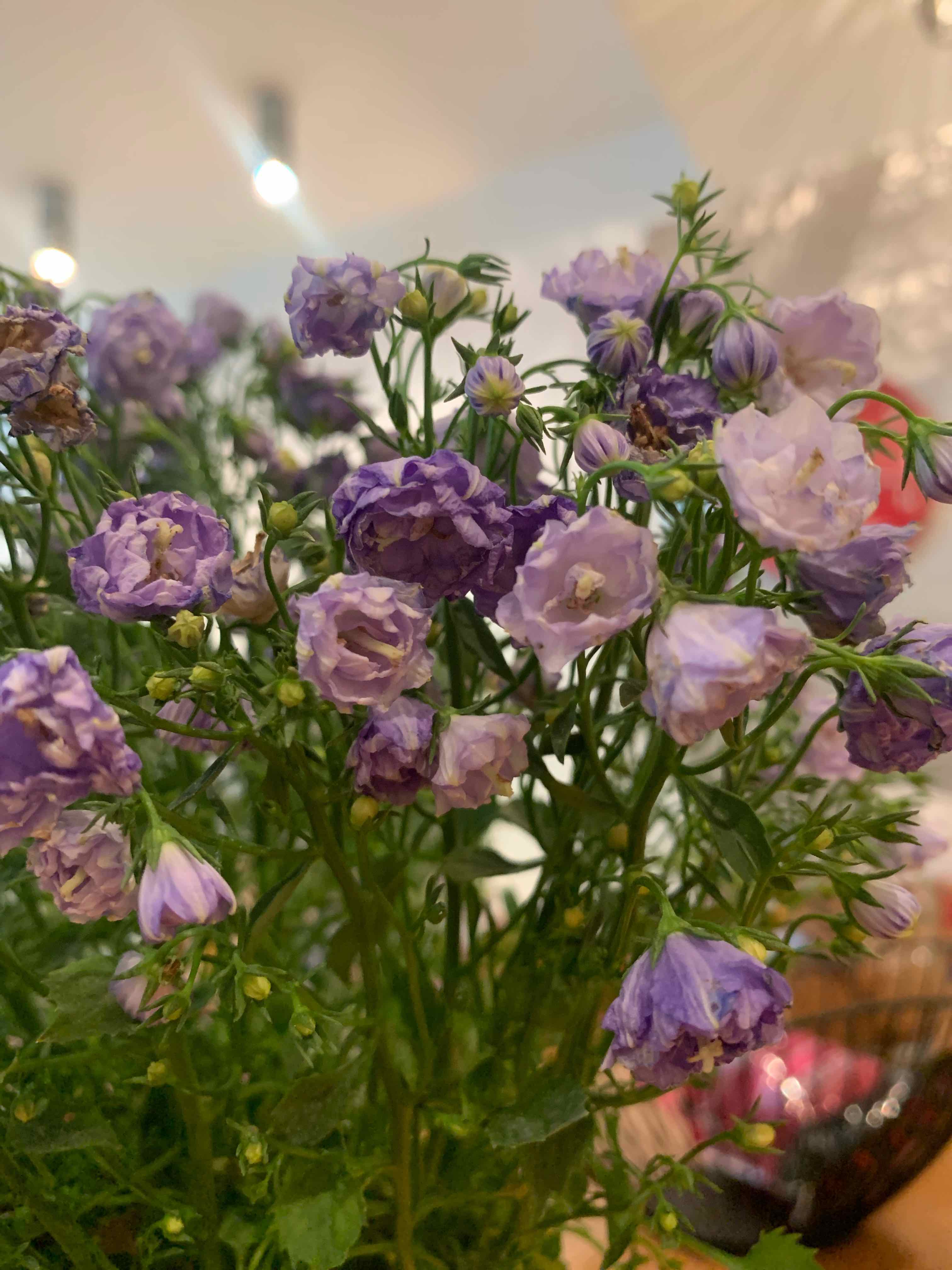 Peach-Leaf Bellflower with numerous purple flowers, appearing healthy and vibrant.