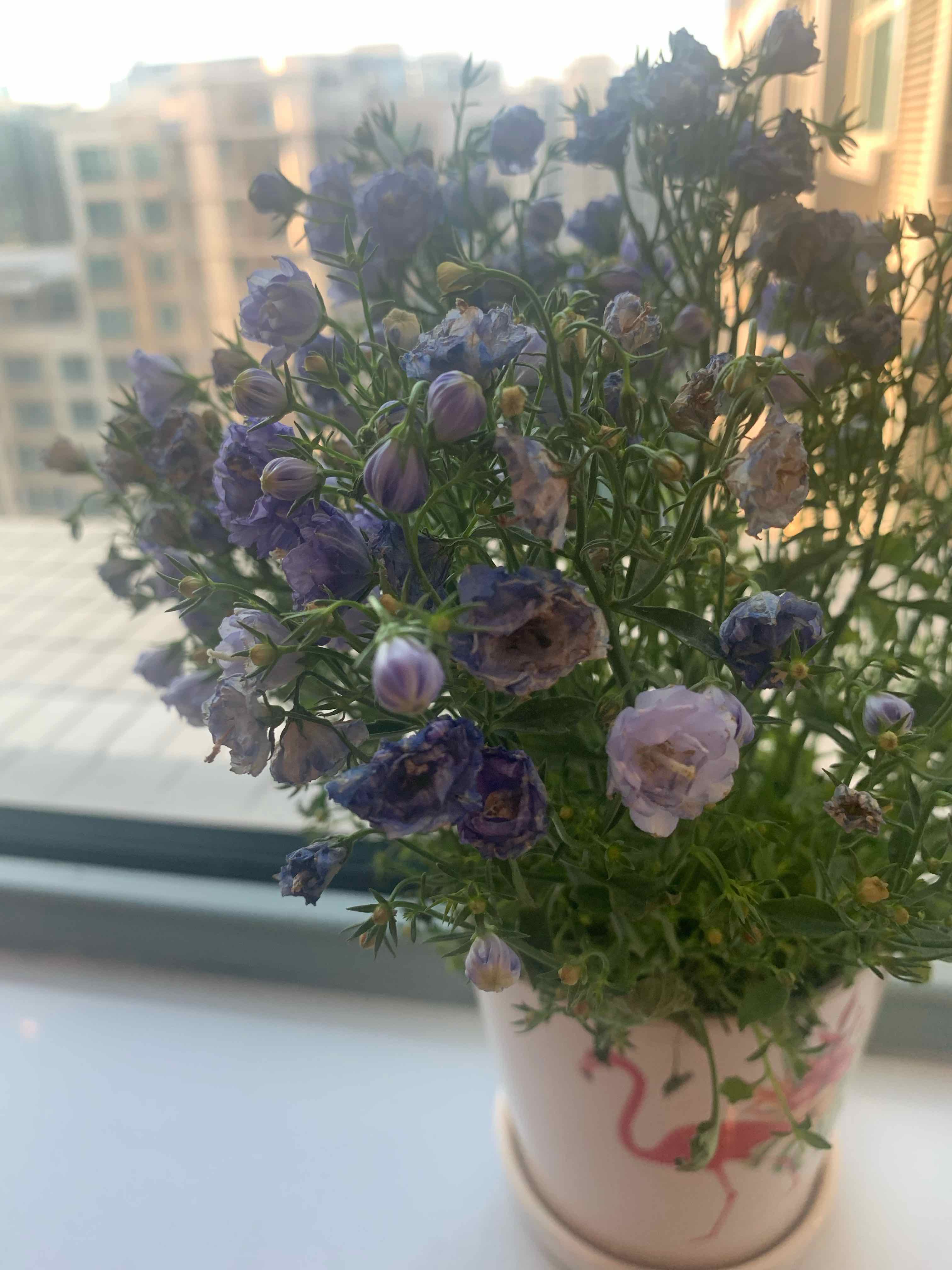 Peach-Leaf Bellflower plant with purple flowers in a pot, some flowers appear wilted.