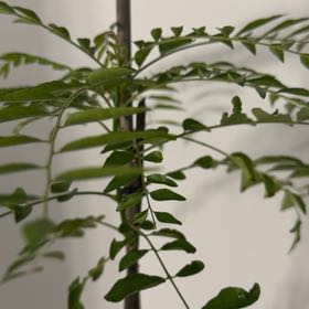 Photo of the plant species Curry Tree by @SnazzyTigeraloe named Hamilton on Greg, the plant care app