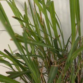 Photo of the plant species Lemon Grass by @SnazzyTigeraloe named Miley on Greg, the plant care app
