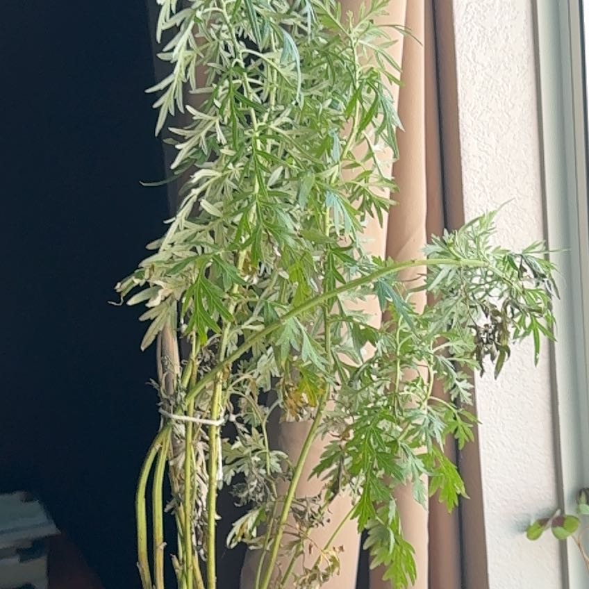 Photo of the plant species Mugwort by @FitFernmoss88 named Darwin on Greg, the plant care app