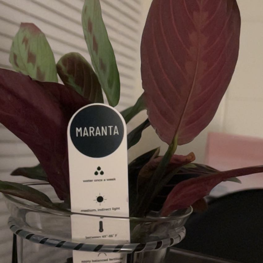 Photo of the plant species Red prayer plant by @GentleBokchoi26 named Richard on Greg, the plant care app