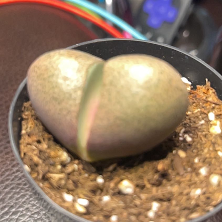 Photo of the plant species Split Rock Succulent by @FacilelyJade82 named Royal Flush2.5 on Greg, the plant care app
