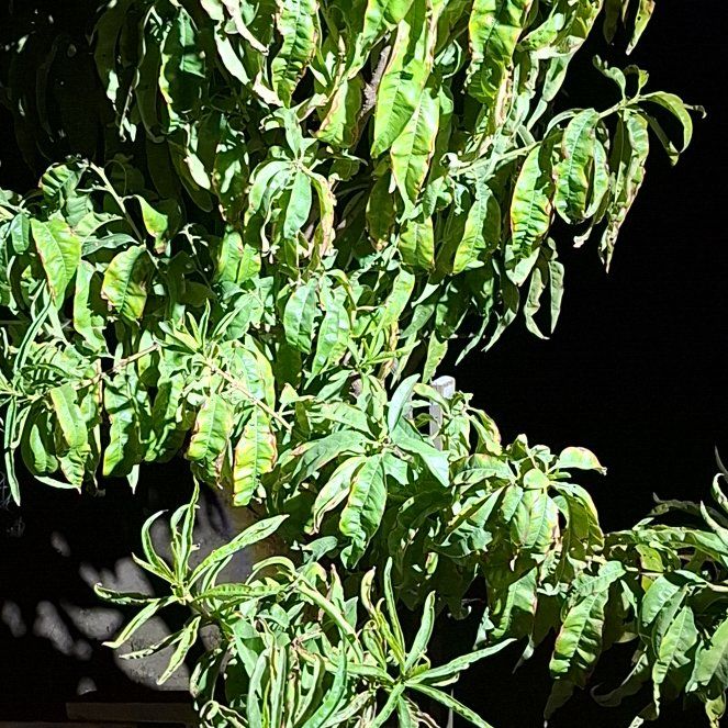 Photo of the plant species Peach Tree by @FitFord32 named Lavender on Greg, the plant care app