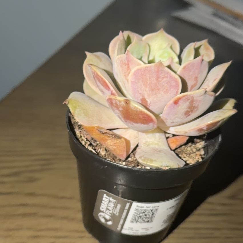 Planty