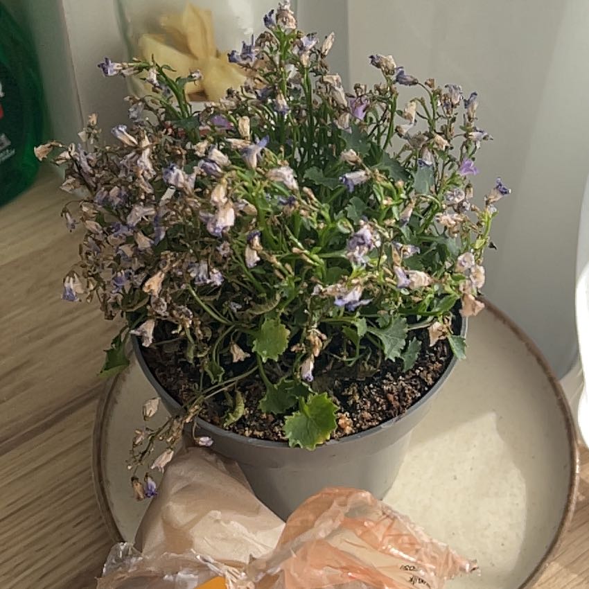 Photo of the plant species Peach-Leaf Bellflower by @YeahDaffodil13 named Aria on Greg, the plant care app