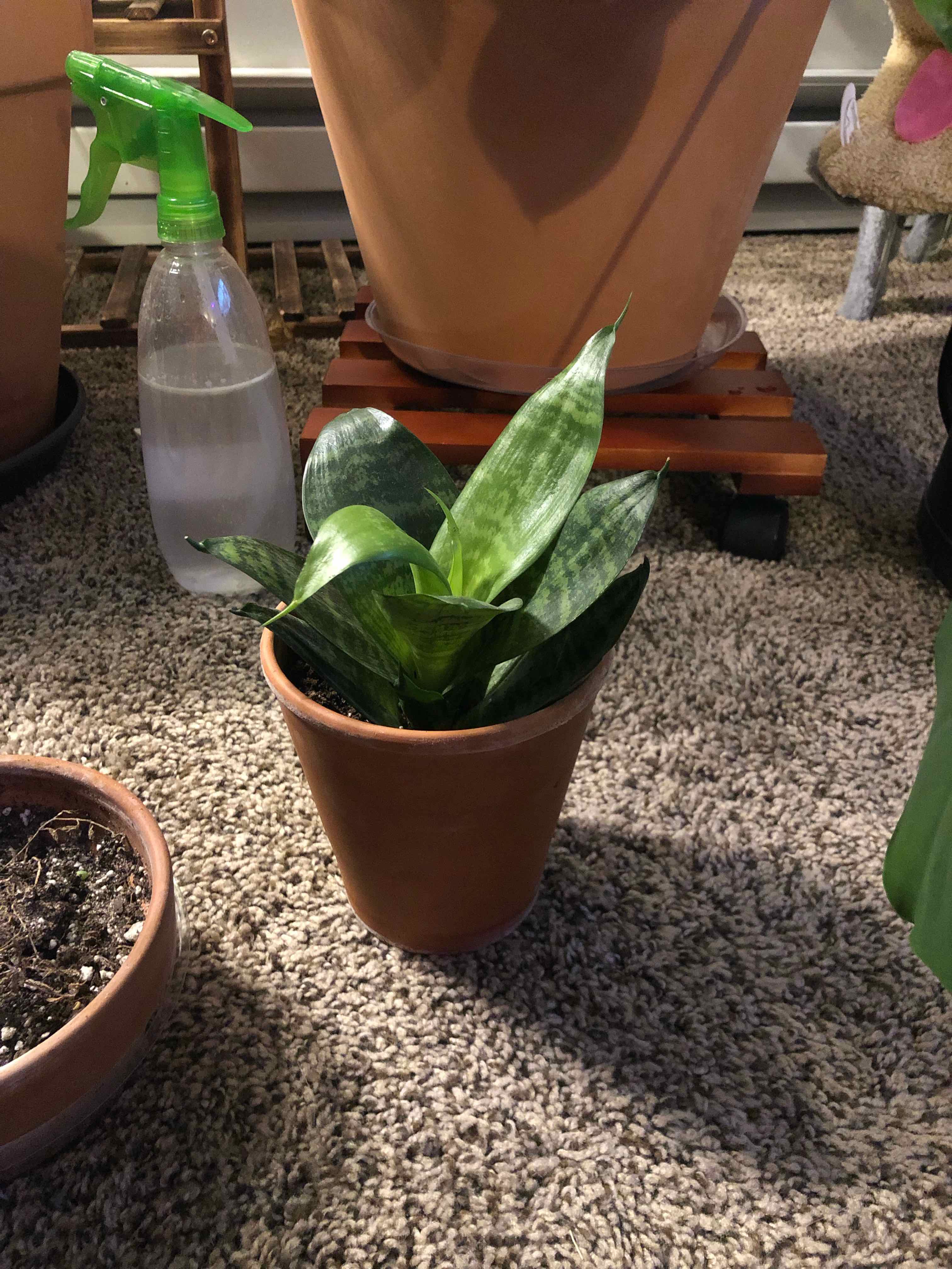 Futura Superba Snake Plant in a terracotta pot on a carpeted floor, with a spray bottle nearby.