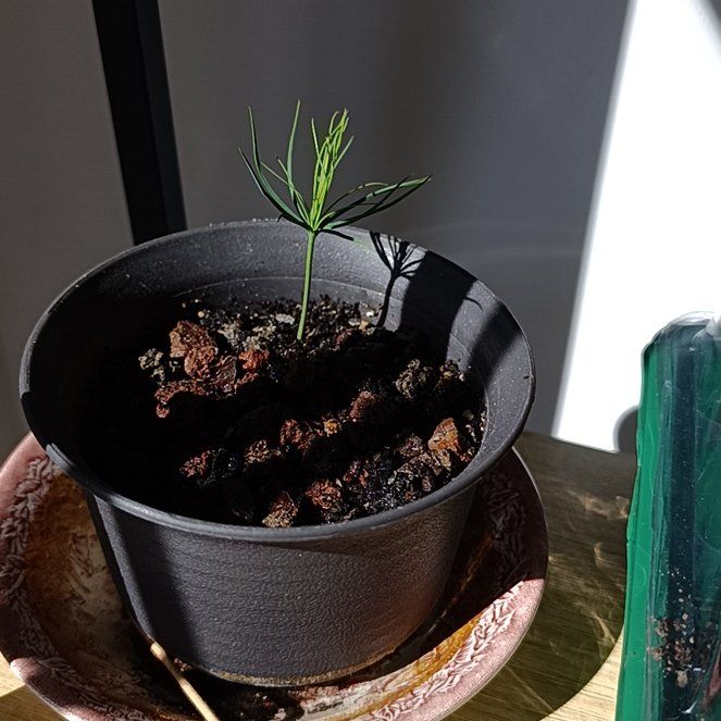 Photo of the plant species Field Horsetail by @GoldChangunga82 named Pinito on Greg, the plant care app