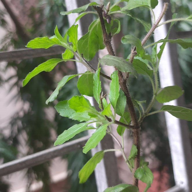 Photo of the plant species Holy Basil (Tulsi) by @SoulfullyKale66 named Sir Plancelot on Greg, the plant care app