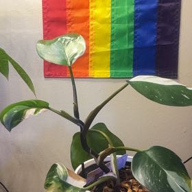 Photo of the plant species White Knight Philodendron by @ValiantKiekie42 named Rihanna on Greg, the plant care app