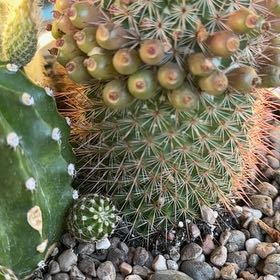 Photo of the plant species Rainbow Pincushion by @QuirkyAcajou5 named Kardashian on Greg, the plant care app