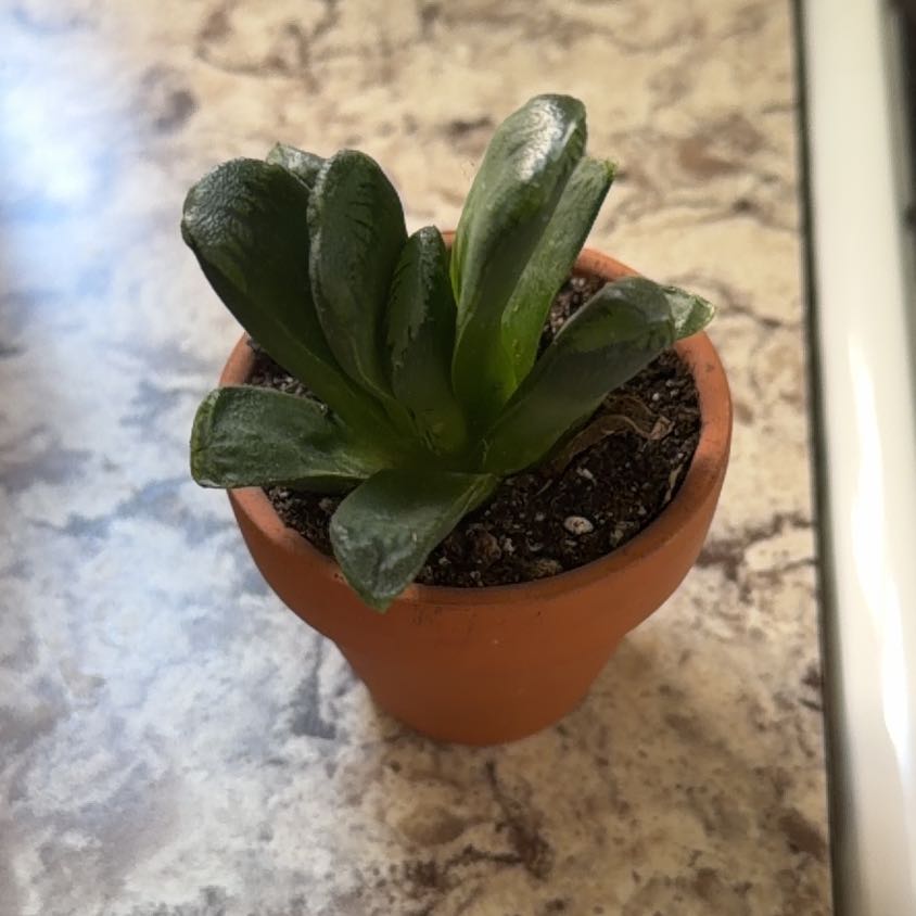 Photo of the plant species Horse's Teeth by @CivicTropical61 named Nemo on Greg, the plant care app
