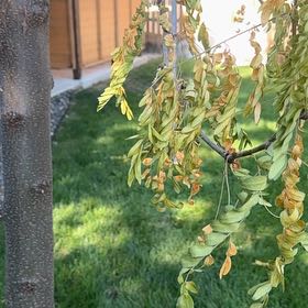 Photo of the plant species Common Honeylocust by @FastSkunkbush54 named Nithin on Greg, the plant care app