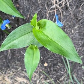 Photo of the plant species Asiatic Dayflower by @ZestChisme31 named Huckleberry Fern on Greg, the plant care app