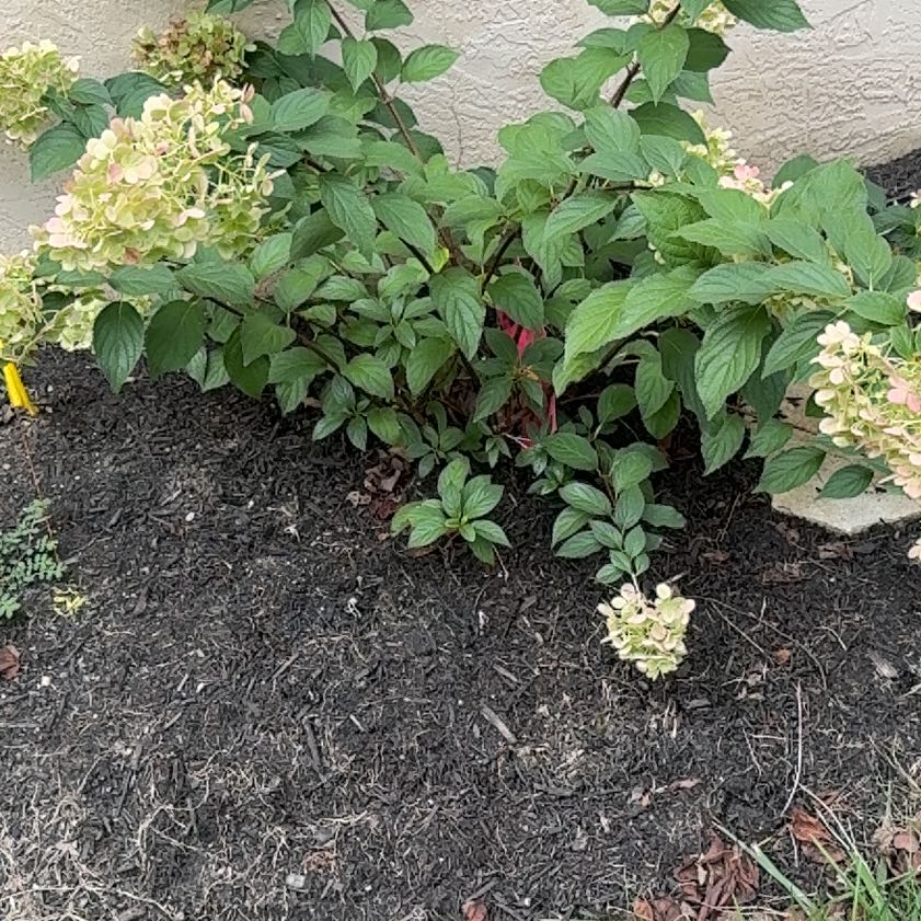 Photo of the plant species Panicle Hydrangea by @ZestChisme31 named Beyonce on Greg, the plant care app