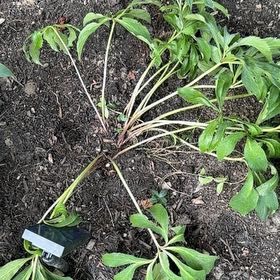 Photo of the plant species Lenten Rose by @ZestChisme31 named Curie on Greg, the plant care app