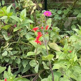 Photo of the plant species Blood Sage by @ZestChisme31 named Oscar on Greg, the plant care app