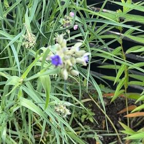 Photo of the plant species Ohio Spiderwort by @ZestChisme31 named Osmo on Greg, the plant care app