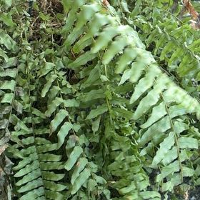 Photo of the plant species Ebony Spleenwort by @SubstantRose62 named Taylor Swift on Greg, the plant care app