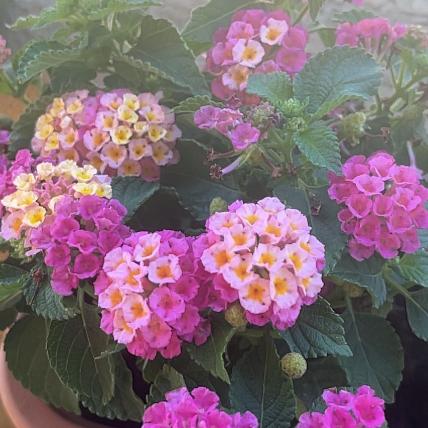 Photo of the plant species Lantana by @HipBonsi71 named Bruce Lee on Greg, the plant care app