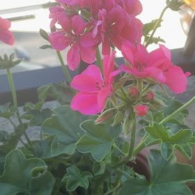 Photo of the plant species Ivy Geranium by @HipBonsi71 named Sigmund on Greg, the plant care app