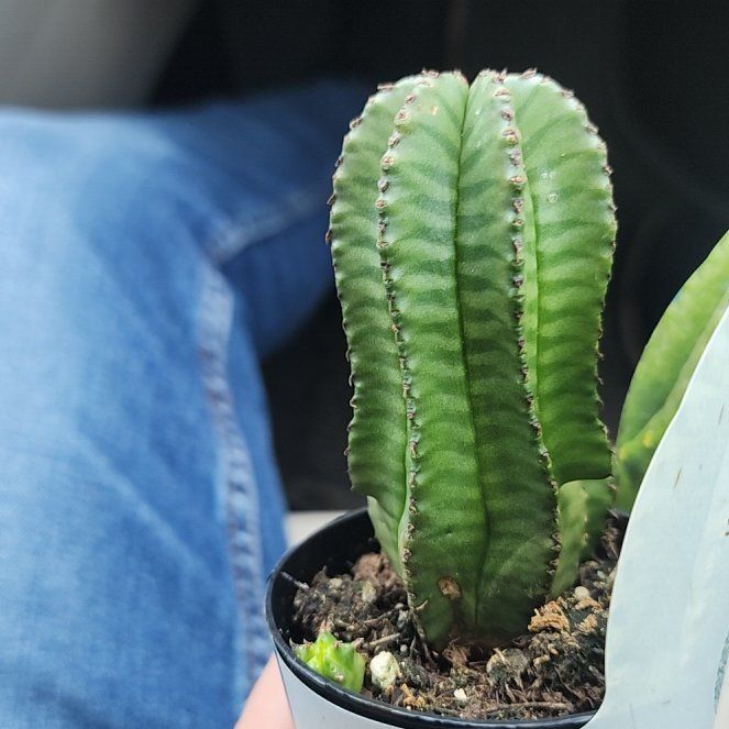 Photo of the plant species Tanzanian Zipper Plant by @JuicyRedbean8 named Ronaldo on Greg, the plant care app