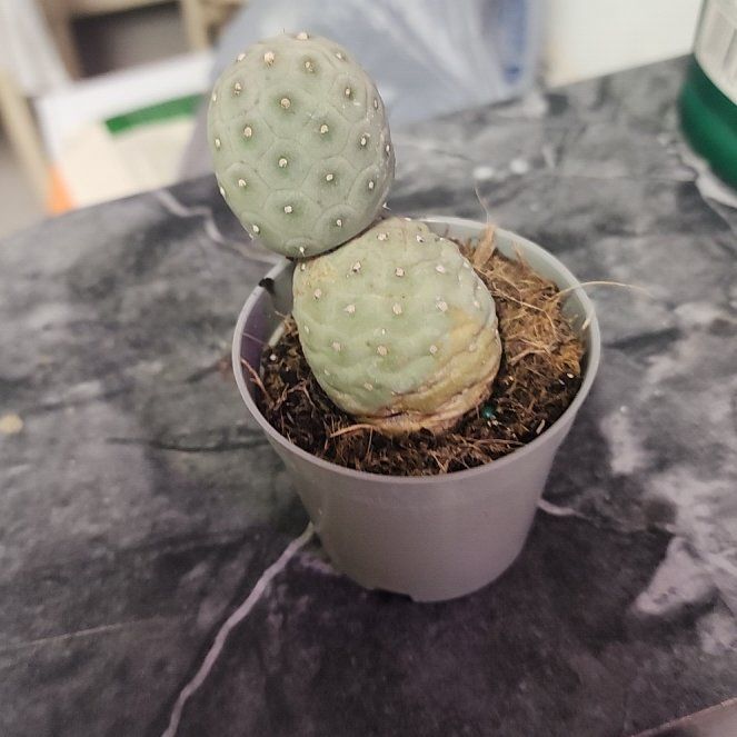 Photo of the plant species Tephrocactus geometricus by @JuicyRedbean8 named Baesil on Greg, the plant care app