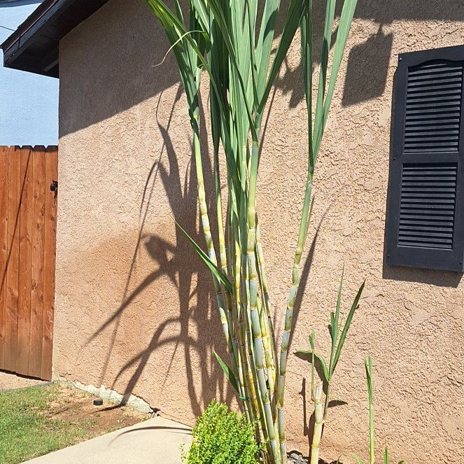 Photo of the plant species Sugar Cane by @BetterWoreya22 named da Vinci on Greg, the plant care app