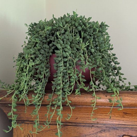 Photo of the plant species String of Tears by @jazzfish17 named Eeyore on Greg, the plant care app