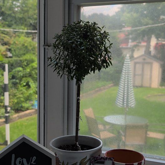Photo of the plant species Common Myrtle by @jazzfish17 named Myrtle on Greg, the plant care app