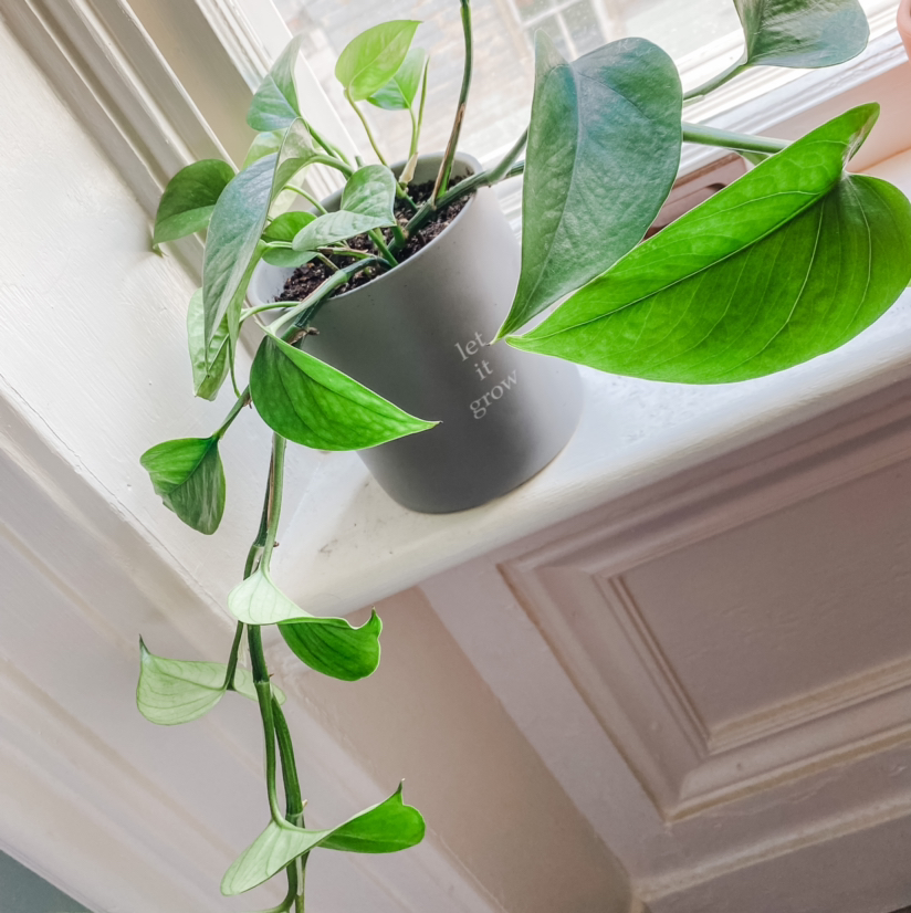 Taro Vine plant photo by @Kelcey named Maeve on Greg, the plant care app.