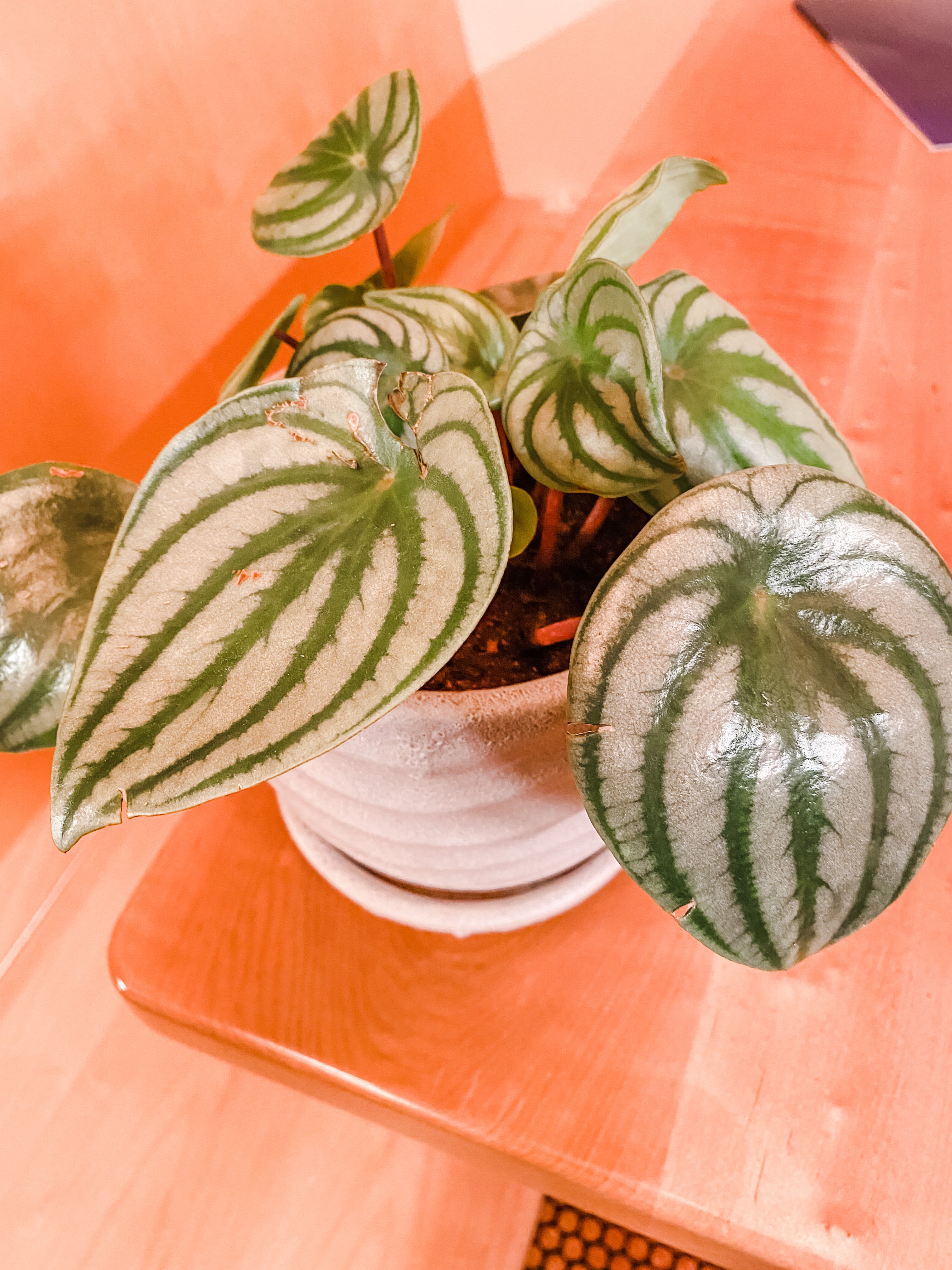 Why are my watermelon leaves splitting and getting..