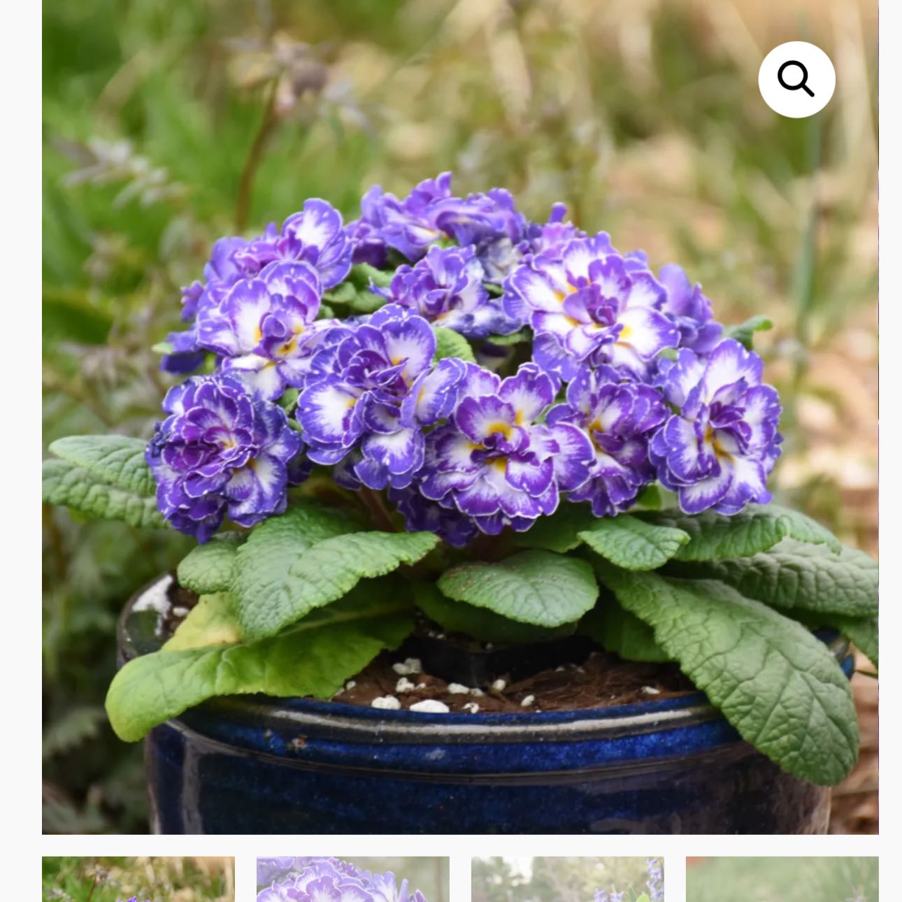 Photo of the plant species Common Primrose by @LiterateKoa80 named Lavender on Greg, the plant care app