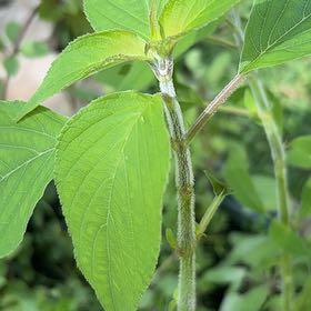 Photo of the plant species Pineapple Sage by @ProTormentil35 named Keanu Leaves on Greg, the plant care app