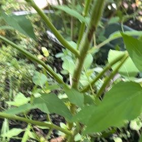 Photo of the plant species Cape Gooseberry by @ProTormentil35 named Delilah on Greg, the plant care app