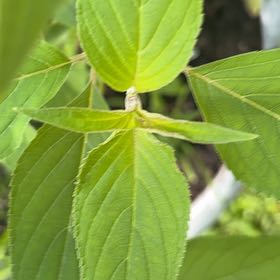 Photo of the plant species Chia by @ProTormentil35 named Michelle Branch on Greg, the plant care app