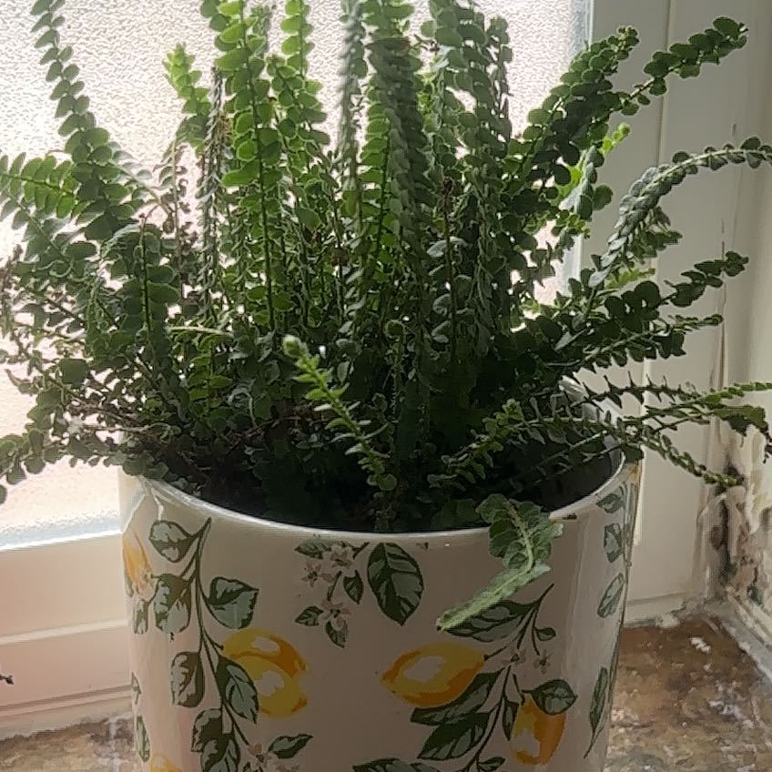 Photo of the plant species Lucky Lemon Fern by @VastVaseyoak93 named Drake on Greg, the plant care app