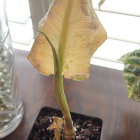 Photo of the plant species Dieffenbachia 'Camouflage' by @FastAlfalfa97 named Treeyoncé on Greg, the plant care app