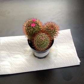 Photo of the plant species Rainbow Pincushion by @StrongLime31 named Mollie on Greg, the plant care app