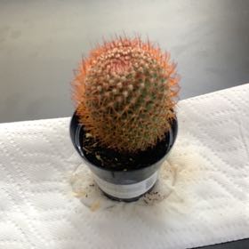 Photo of the plant species Rainbow Pincushion by @StrongLime31 named Oscar on Greg, the plant care app