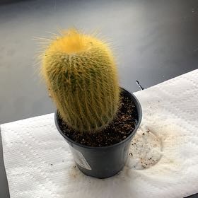 Photo of the plant species Notocactus leninghausii by @StrongLime31 named Harmony on Greg, the plant care app